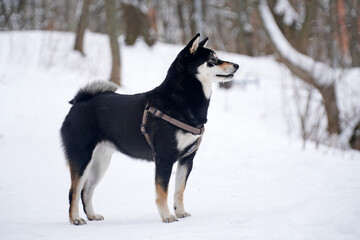 Winter photos of a dog. Shiba Inu black