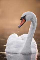 Portrait of a Mute swan (Cygnus olor) on water with autumn colors background, Donkmeer, Belgium