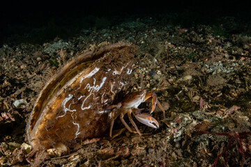 Callinectes sapidus and Pinna nobilis