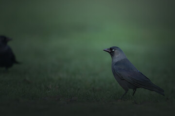 Portrait of a European jackdaw (Corvus monedula / Coloeus monedula), Belgium
