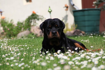 Hund Rottweiler liegt im Gras mit seinem Stöckchen 