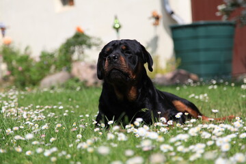 Hund Rottweiler liegt im Gras mit s&uuml;&szlig;em Blick