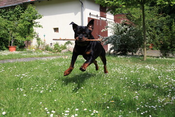 Hund Rottweiler spielt im Frühling zwischen Bluem im Garten