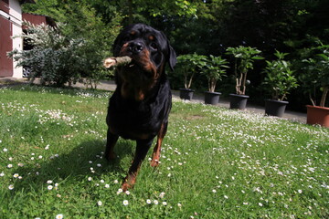 Hund Rottweiler spielt im Frühling zwischen Bluem im Garten