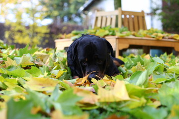Rottweiler liegt im Laubhaufen im Herbst