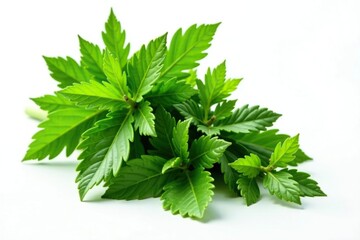 Green herb bunch isolated on white background, herb, culinary, fragrant