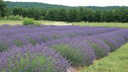 Lavender Field Rows Against Green Hillside Trees
