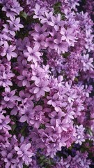 Obraz premium Lilac Pink Flowers in Abstract Floral Pattern, flower power, nature-inspired photography, bokeh effect
