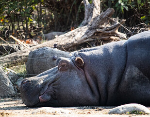 hippopotamus in the zoo