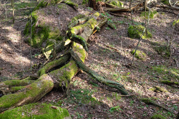Forest in a nature reserve