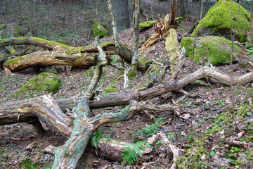 Forest in a nature reserve