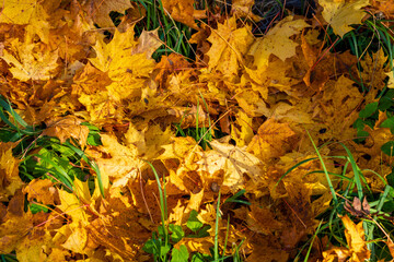 Golden maple leaves scattered on vibrant green grass in autumn sunlight. Natural fall foliage background showing bright yellow fallen leaves creating seasonal texture