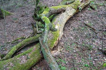Forest in a nature reserve