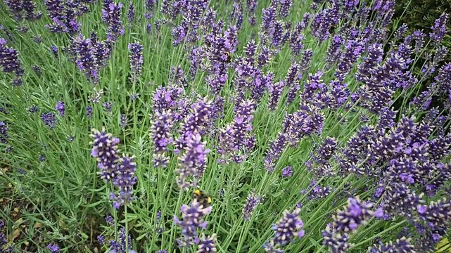 bee on lavender flower in the garden. Summer pollination by wild bees in a natural environment. Slow motion.mov