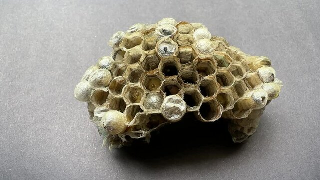 Macro shot hole striped vespid worm near hexagon hive entrance
scenic view of insect eye highlighting dangerous animal Wildlife scene Iran Forest country house showcasing nature honeycomb gray wall