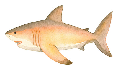 サメの水彩イラスト