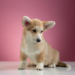 studio portrait of a Pembroke Welsh Corgi