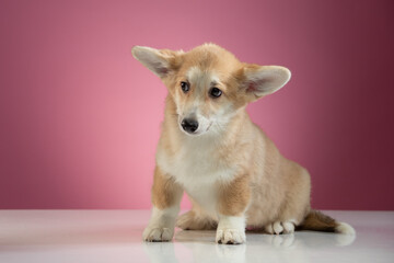 studio portrait of a Pembroke Welsh Corgi