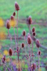 Wild Teasel Seedheads Standing Gracefully in British Winter Garden. Dried Dipsacus fullonum flowers create a natural sculpture against a blurred green background in the UK countryside