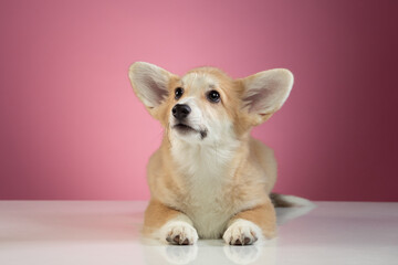 studio portrait of a Pembroke Welsh Corgi