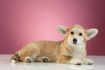 studio portrait of a Pembroke Welsh Corgi