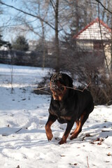 Rottweiler läuft im Winter mit Stock im Maul durch den Schnee