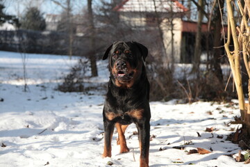 Rottweiler steht im Winter im Schnee mit s&uuml;&szlig;em Blick
