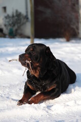 Rottweiler liegt im Schnee und spielt mit seinem Stöckchen 