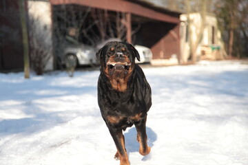 Rottweiler speilt im Winter im Schnee mit Stock im Maul