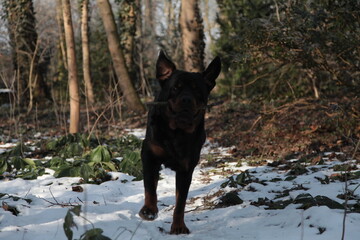 Rottweiler Hund spielt draußen im Schnee