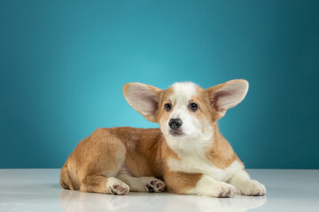 studio portrait of a Pembroke Welsh Corgi