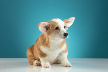 studio portrait of a Pembroke Welsh Corgi
