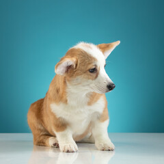 studio portrait of a Pembroke Welsh Corgi
