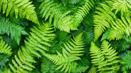 Lush Green Ferns Natural Background Texture