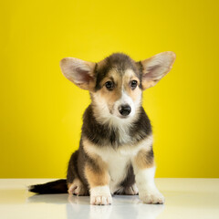 studio portrait of a Pembroke Welsh Corgi