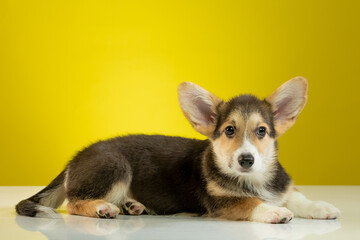 studio portrait of a Pembroke Welsh Corgi