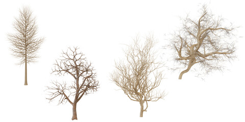Collection of Dried Branches and Trees