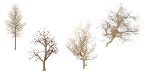 Collection of Dried Branches and Trees