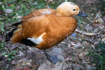 shelduck