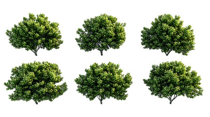 Fototapeta premium Cathay poplar plants PNG