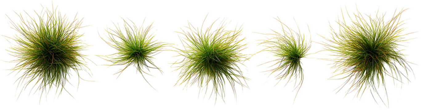 New zealand hair sedge trees shape top view PNG