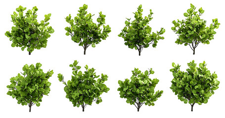 Fototapeta premium Cathay poplar plants PNG 
