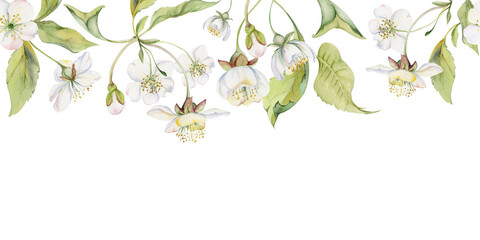 Cherry sakura apple white flower and bud with green leaves on stems, hand drawn in watercolor, wildflower botanical illustration. Seamless isolated banner, for scrapbooking, wedding card, florist shop