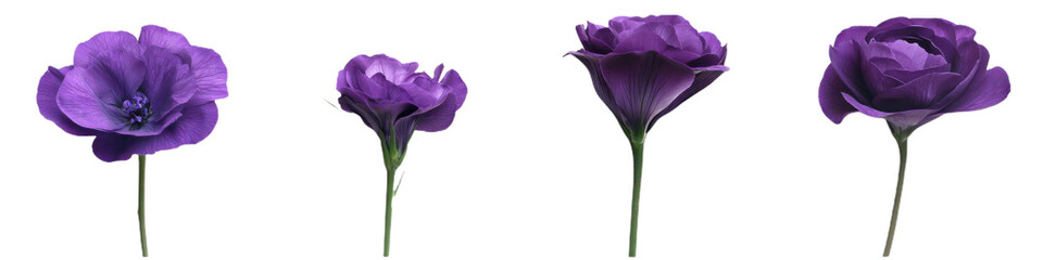 Set of 4 Purple Lisianthus Flowers: Lifelike Accuracy, Clear Contours, and High Contrast on a Plain White Background. Ideal for Commercial Use.