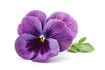 Purple Pansy Flower with Leaf on White Background