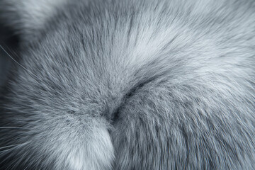 Obraz premium Close up of soft gray fur showing intricate texture and individual hairs.