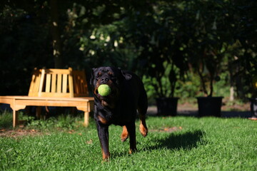 Rottweiler spielt mit Tennisball im Garten zu Hause