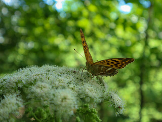 Hungriger Schmetterling  © Daniel