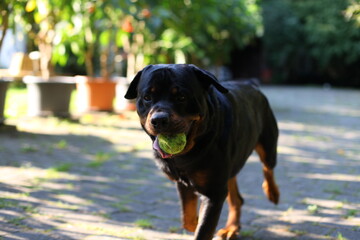 Rottweiler spielt mit Tennisball im Maul Garten 