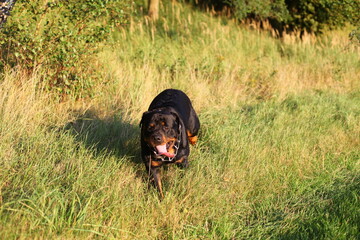 Rottweiler läuft auf einer Wiese im Sommer 